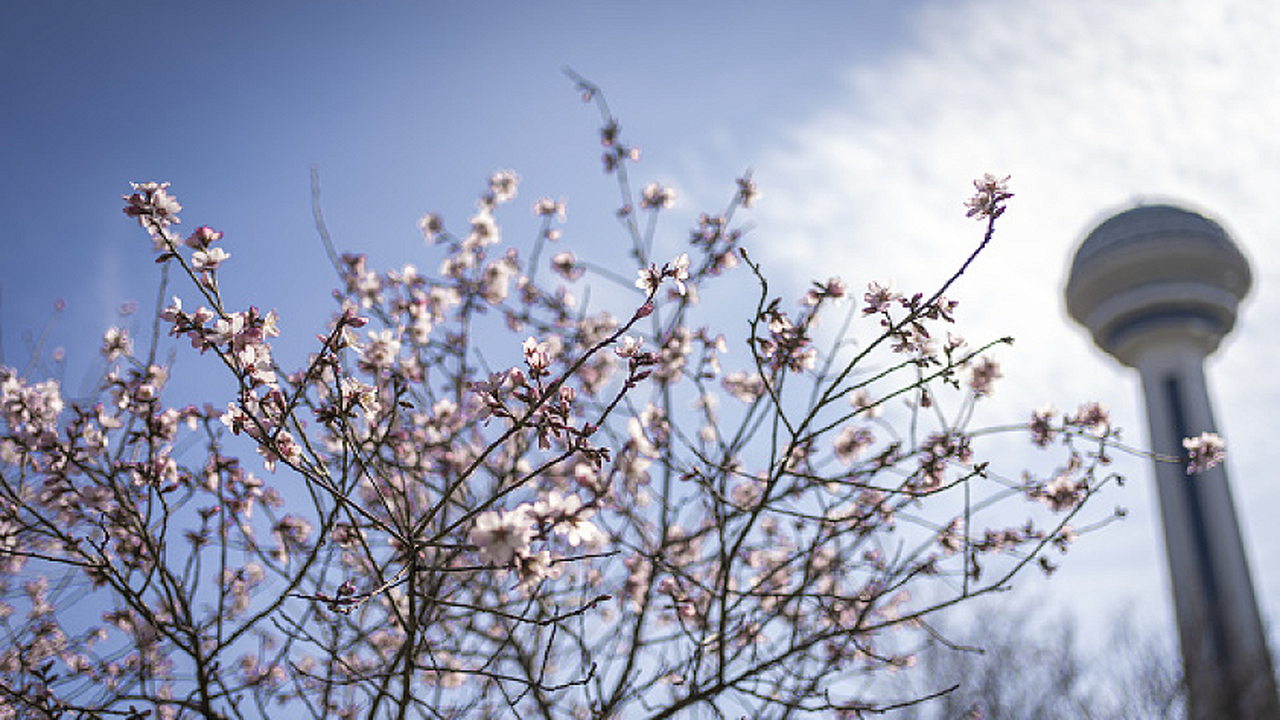 توقعات الطقس تشير إلى استمرار الأجواء الربيعية حتى نهاية الأسبوع الحالي